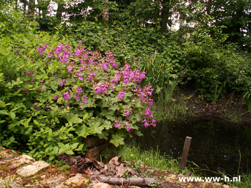 Geranium macrorrhizum